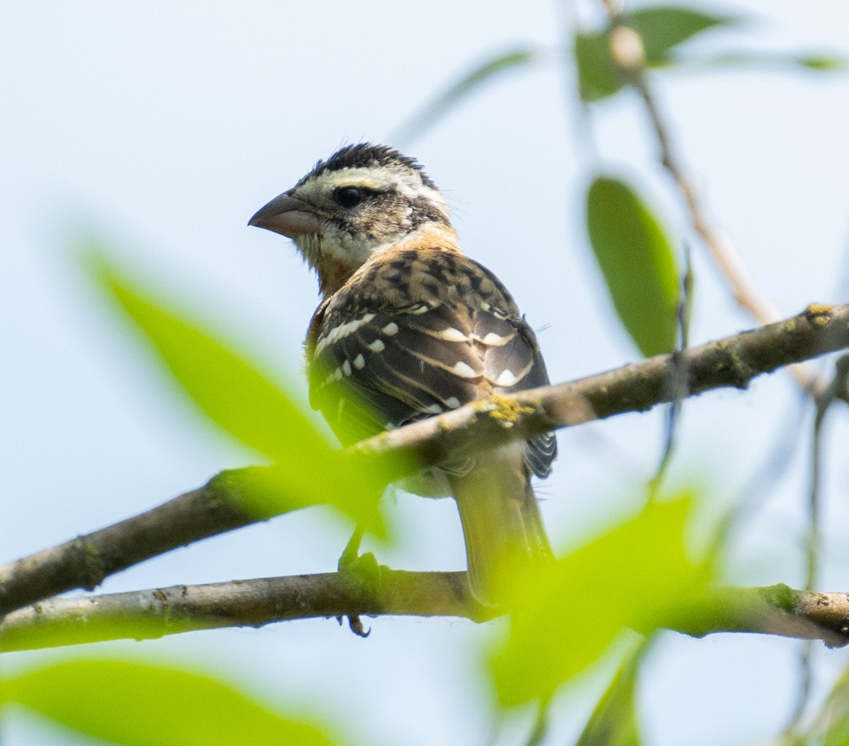 Черноголовый толстонос - ML646437196