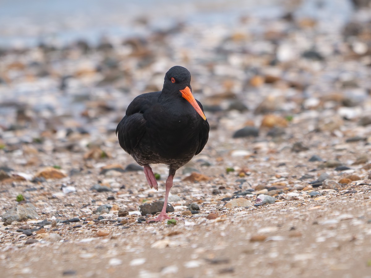 Изменчивый кулик-сорока - ML646437197