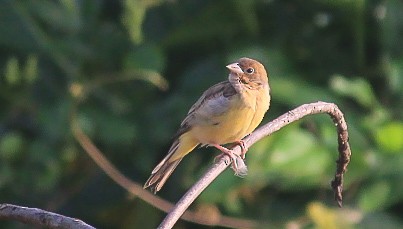 strnad hnědohlavý - ML646437201