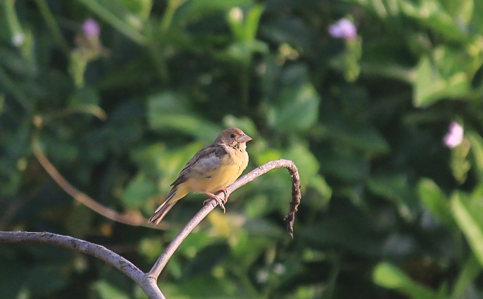 strnad hnědohlavý - ML646437202