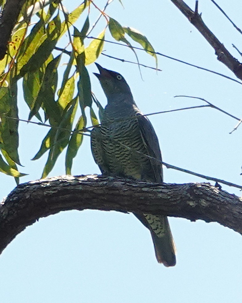 Желтоглазый воронец - ML646437203