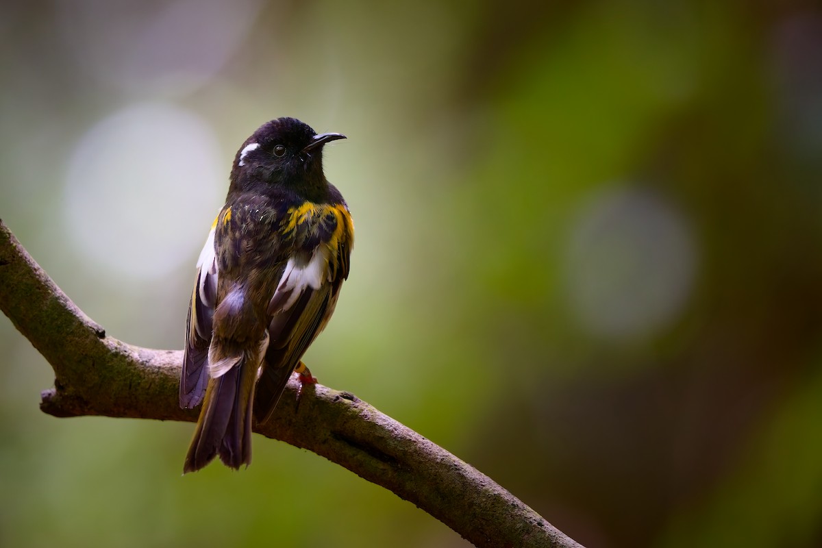 Хихи - ML646437204