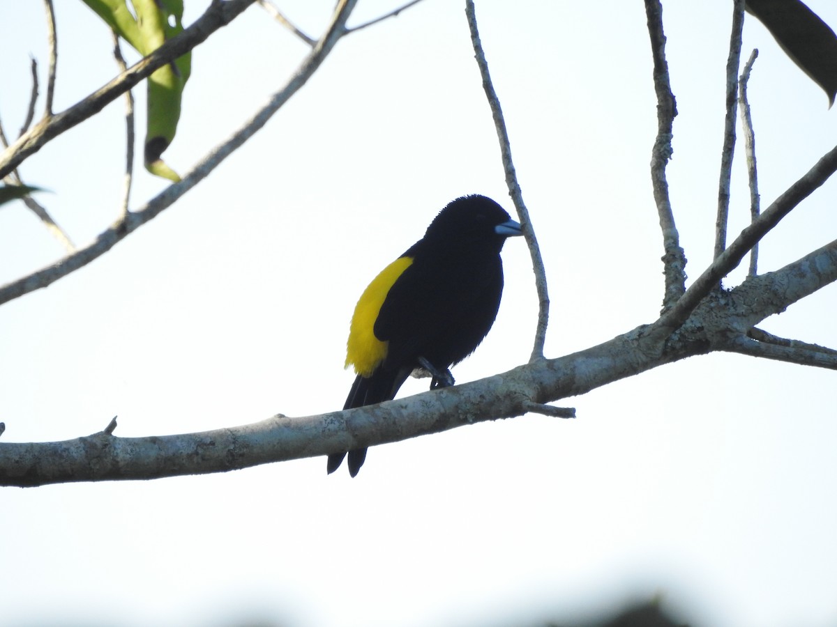 Красноспинный сереброклюв - ML646437208