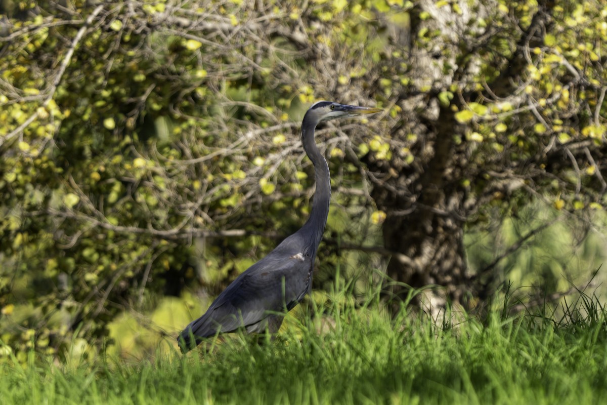 Большая голубая цапля - ML646437209