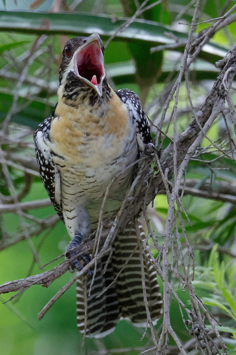 Тихоокеанский коэль - ML646437215