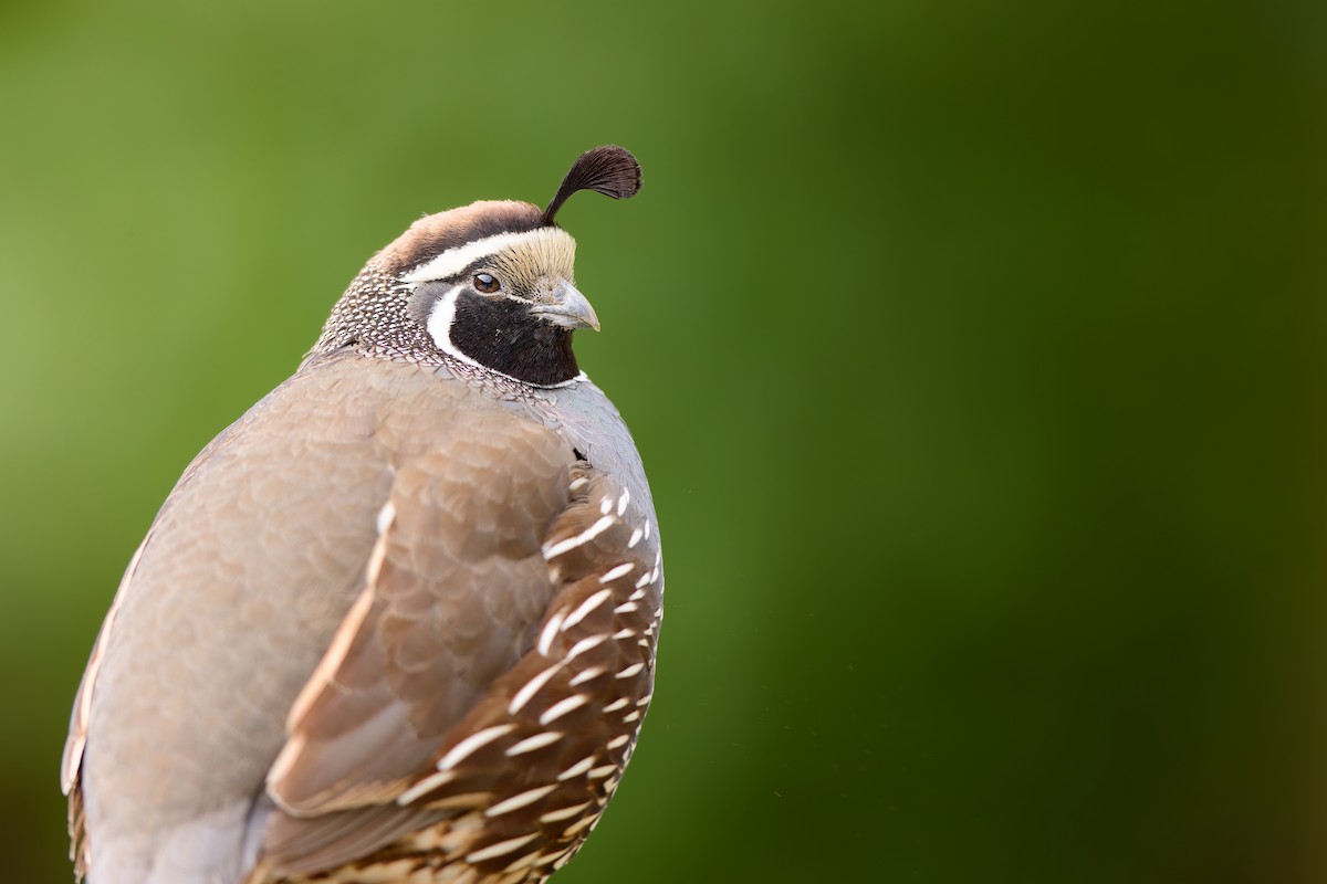 Калифорнийский перепел - ML646437217