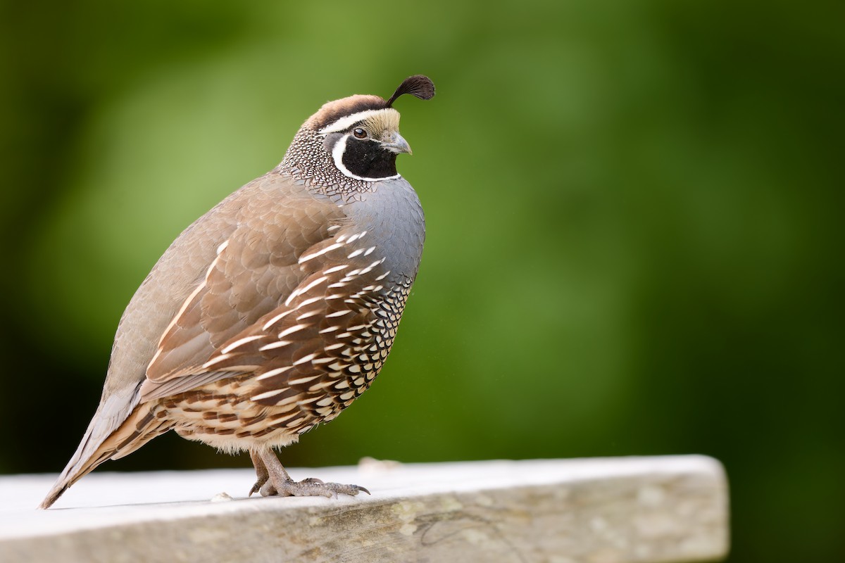 Калифорнийский перепел - ML646437218