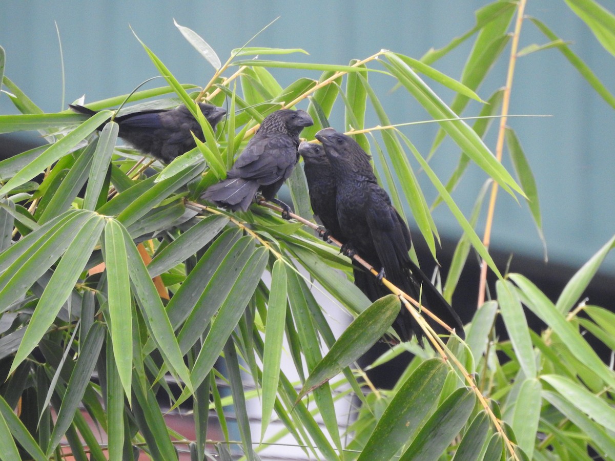 Гладкоклювая ани - ML646437219