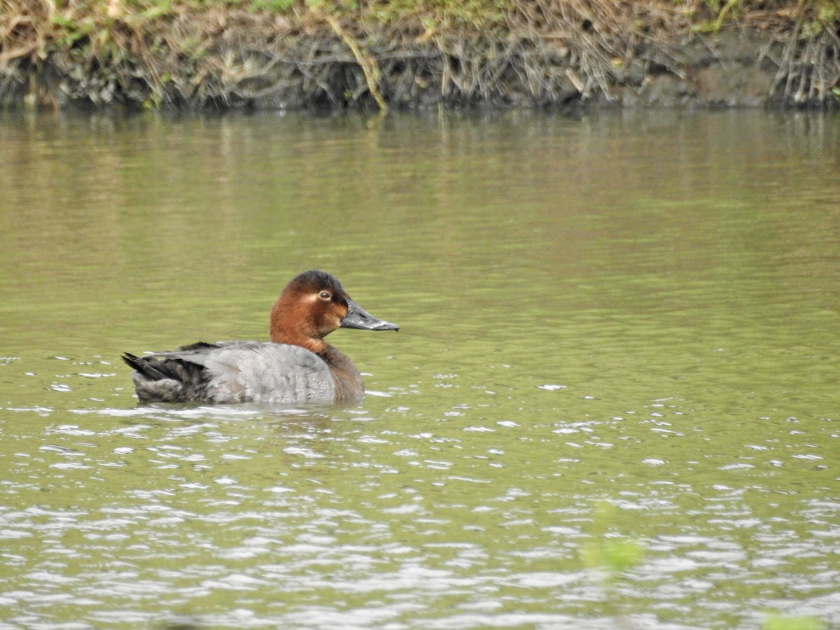 Common Pochard - ML646437228
