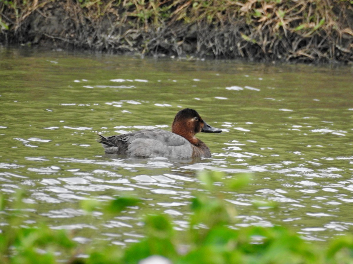 Common Pochard - ML646437229