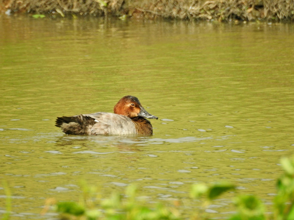 Common Pochard - ML646437230