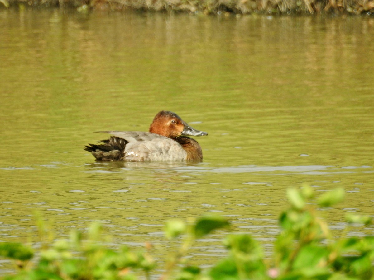 Common Pochard - ML646437231