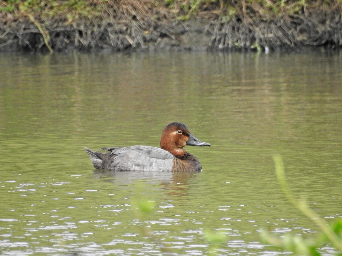 Common Pochard - ML646437232