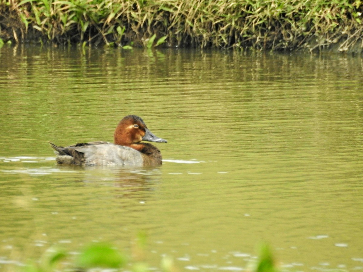 Common Pochard - ML646437233