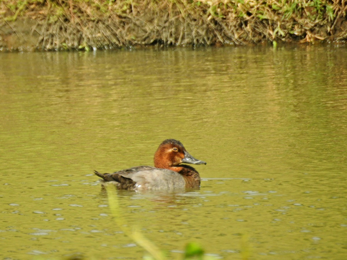 Common Pochard - ML646437235