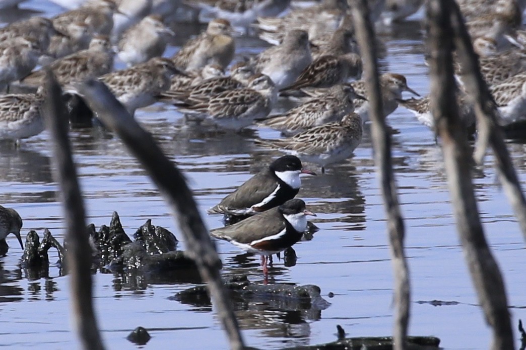 Red-kneed Dotterel - ML646437238
