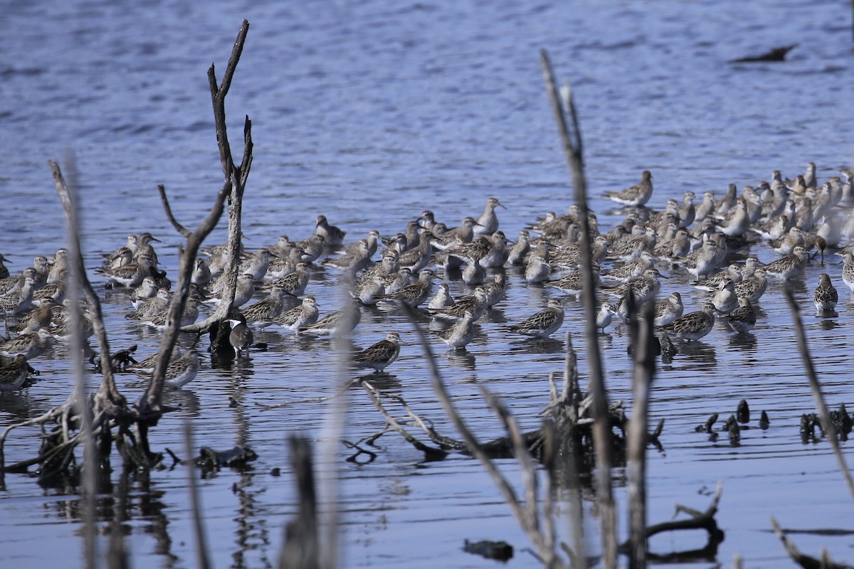 Sharp-tailed Sandpiper - ML646437240