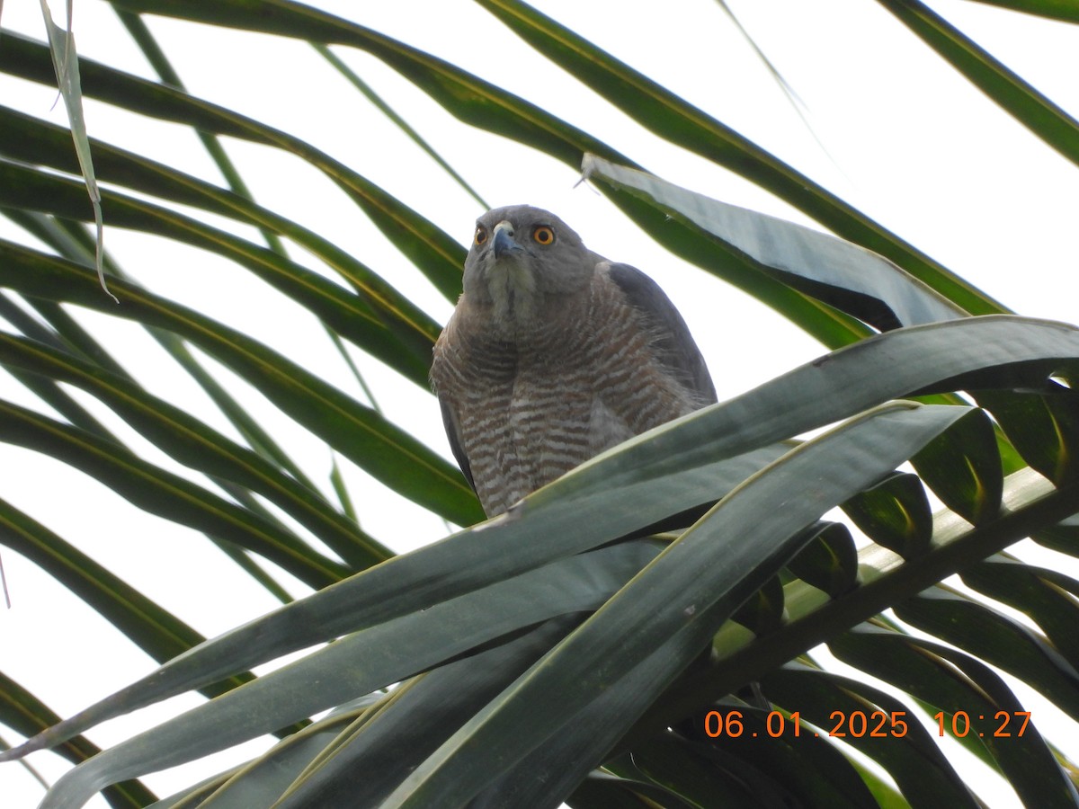 Shikra - ML646437245