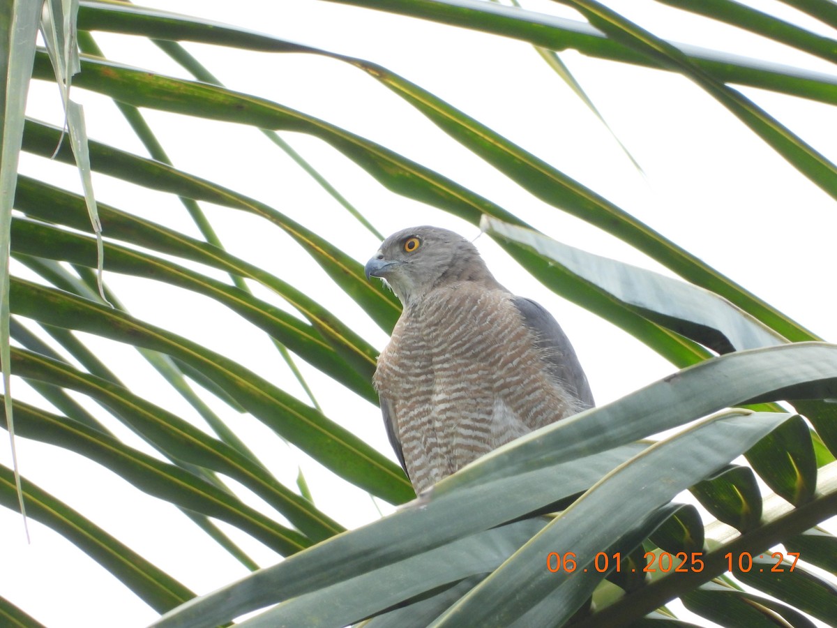 Shikra - ML646437246