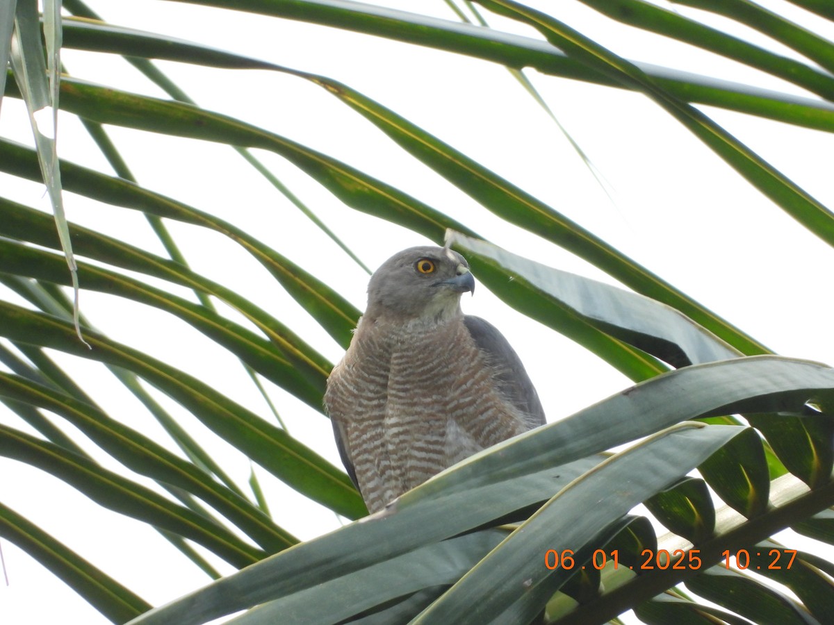 Shikra - ML646437247