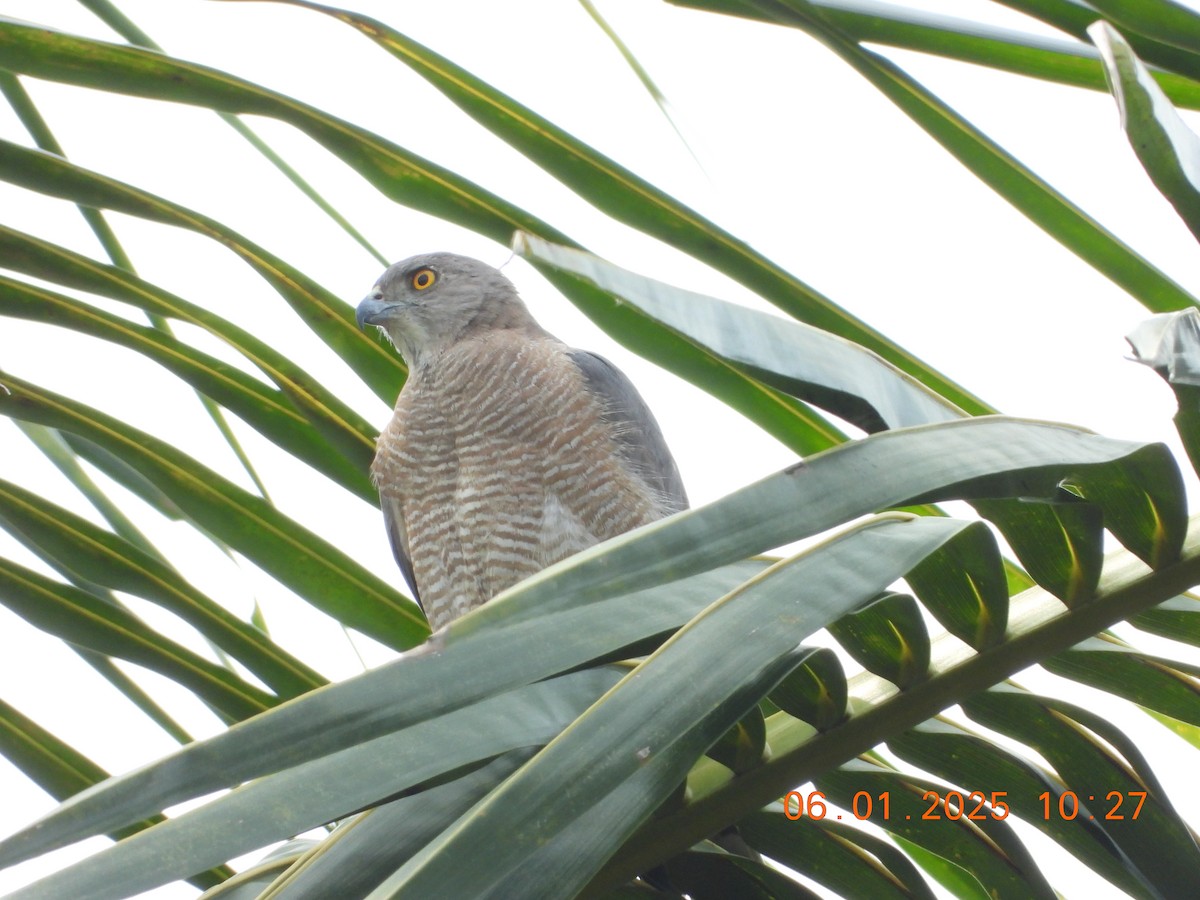 Shikra - ML646437248