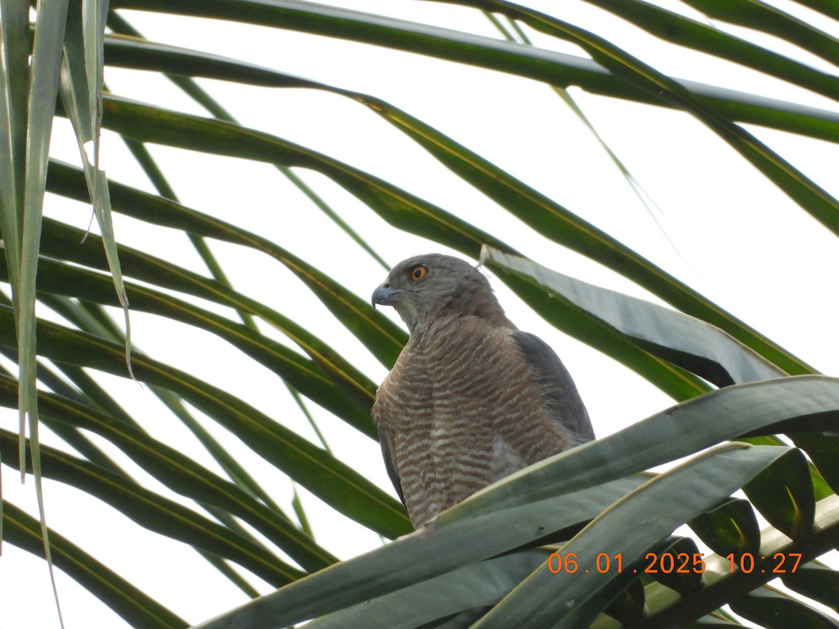 Shikra - ML646437249