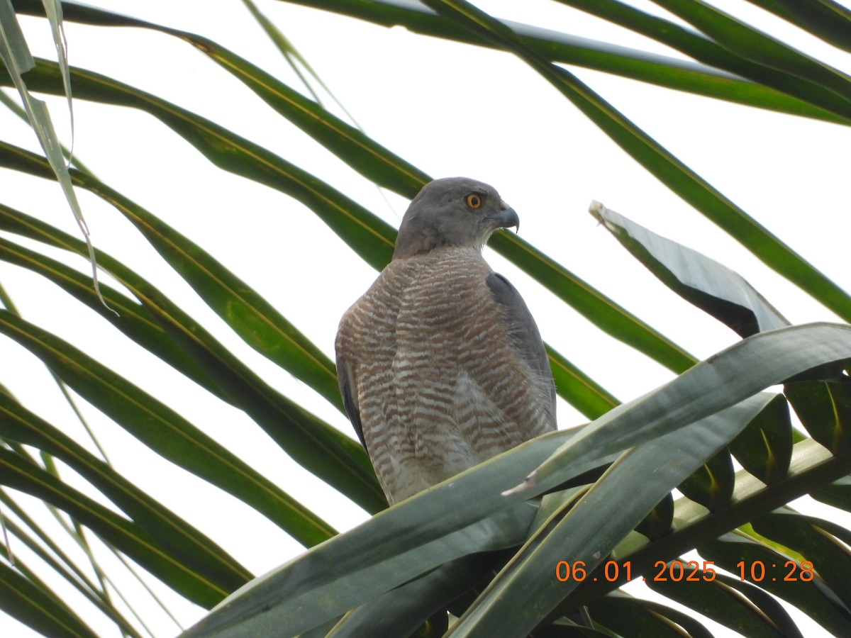 Shikra - ML646437250