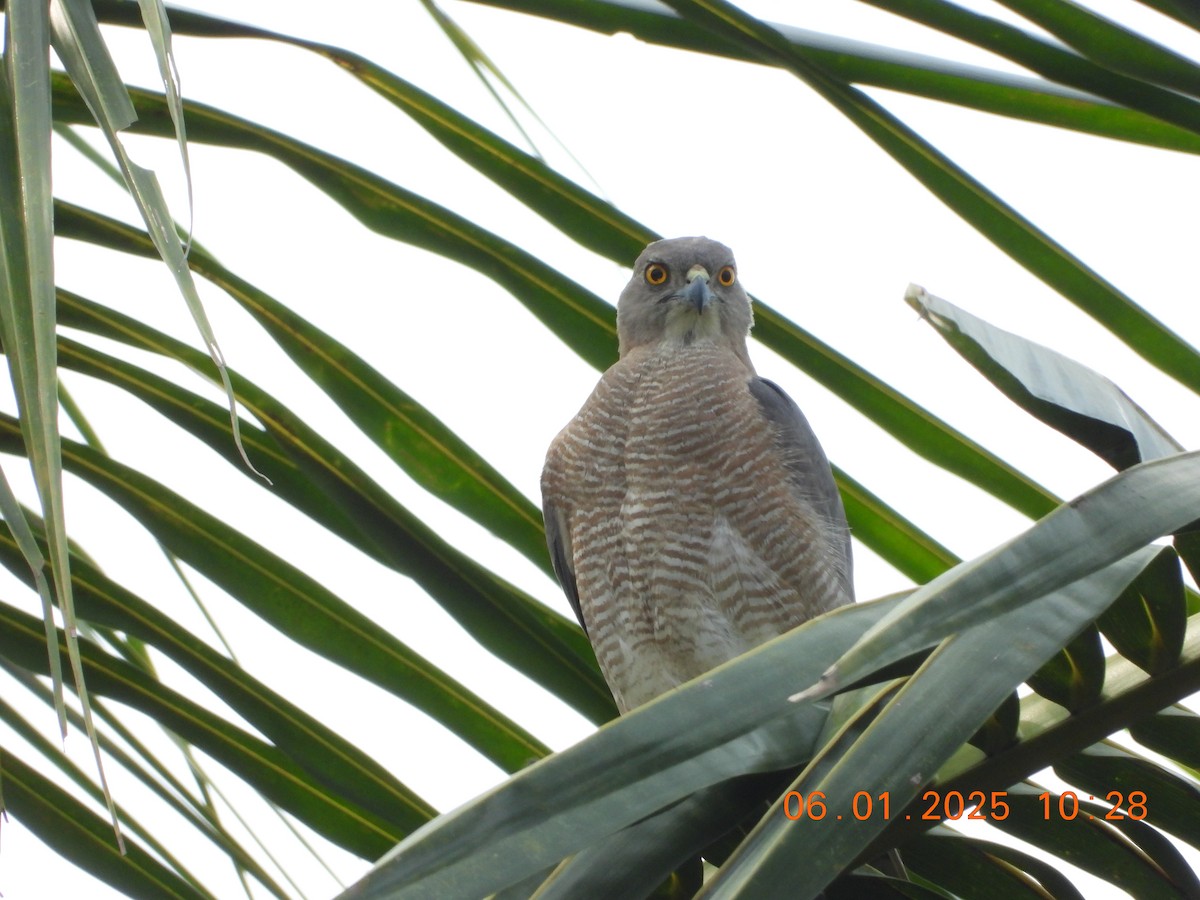 Shikra - ML646437251