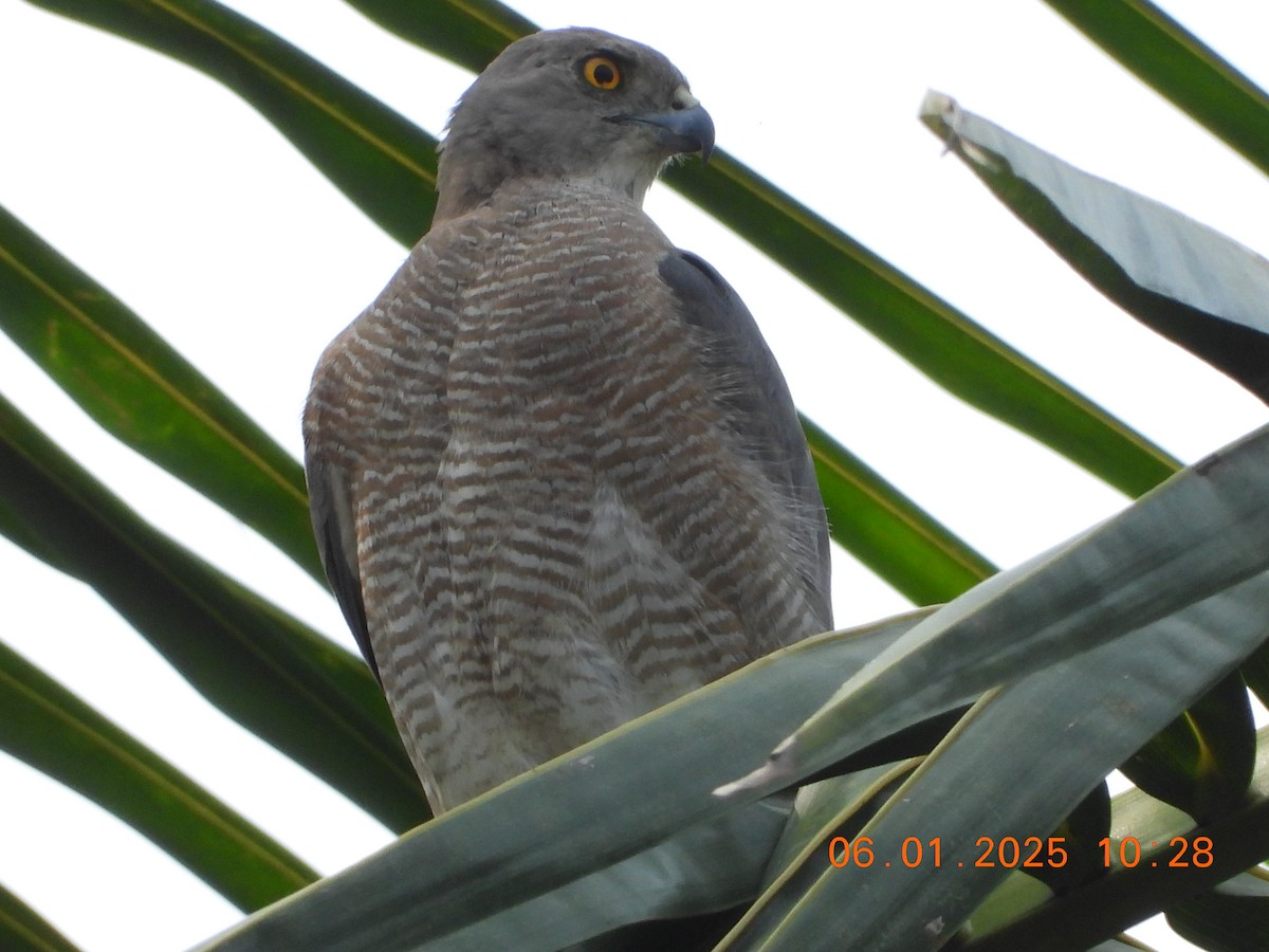 Shikra - ML646437252