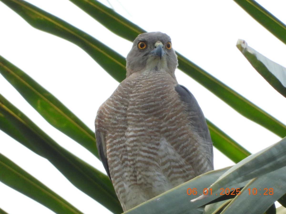 Shikra - ML646437253