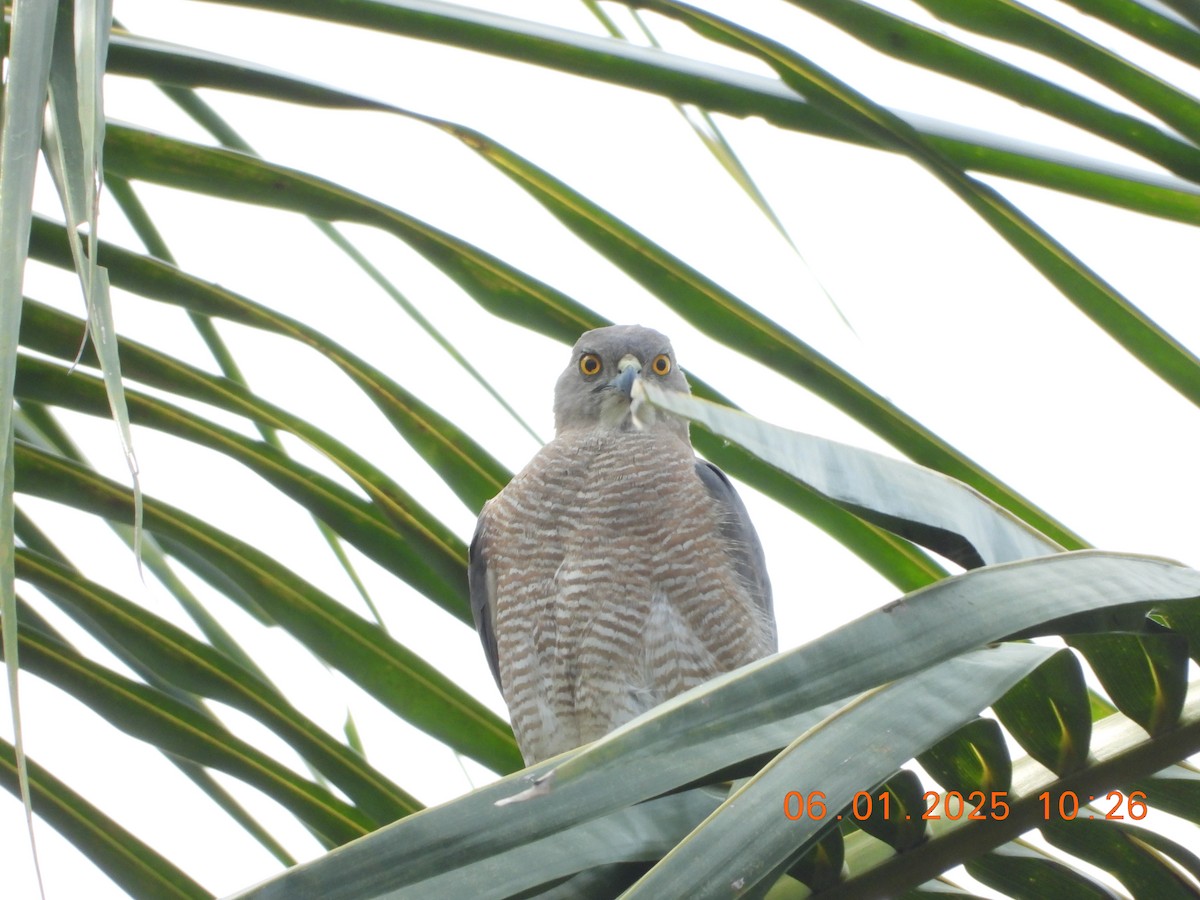 Shikra - ML646437254