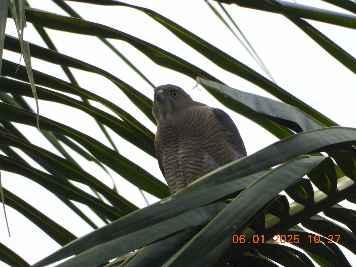 Shikra - ML646437255