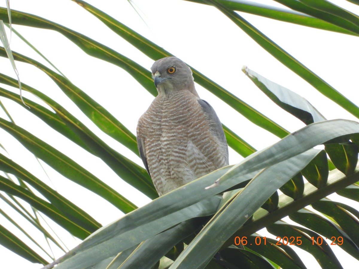 Shikra - ML646437257