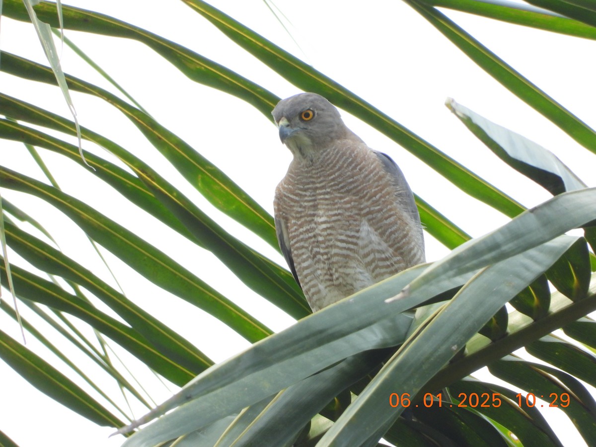 Shikra - ML646437258