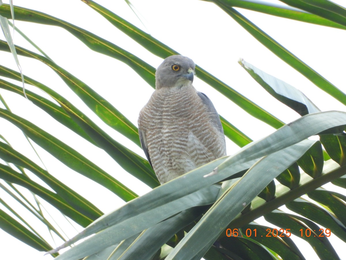 Shikra - ML646437259