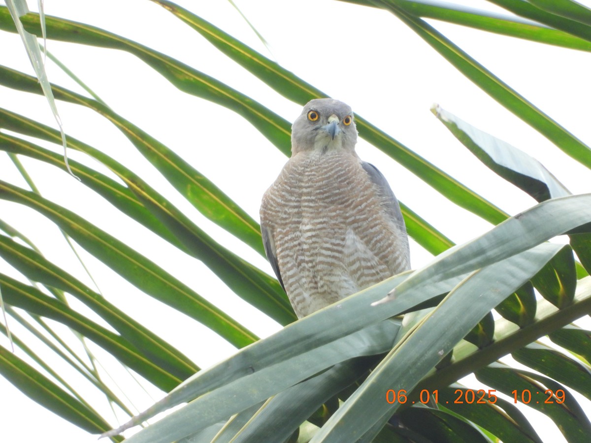 Shikra - ML646437260