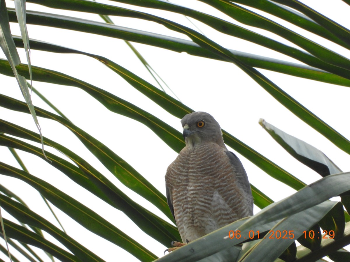 Shikra - ML646437261