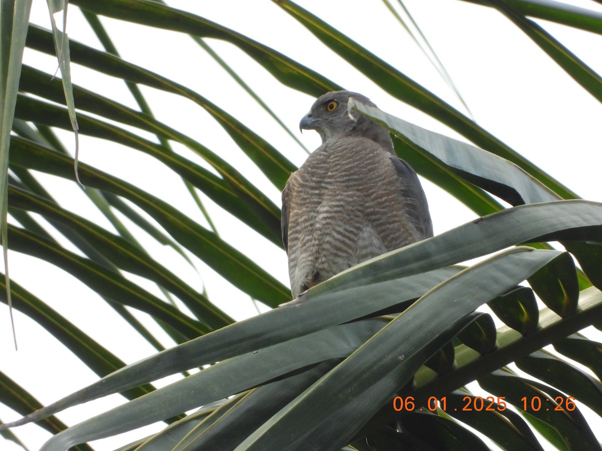 Shikra - ML646437262