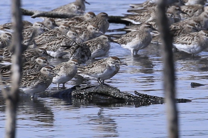 Red-necked Stint - ML646437266