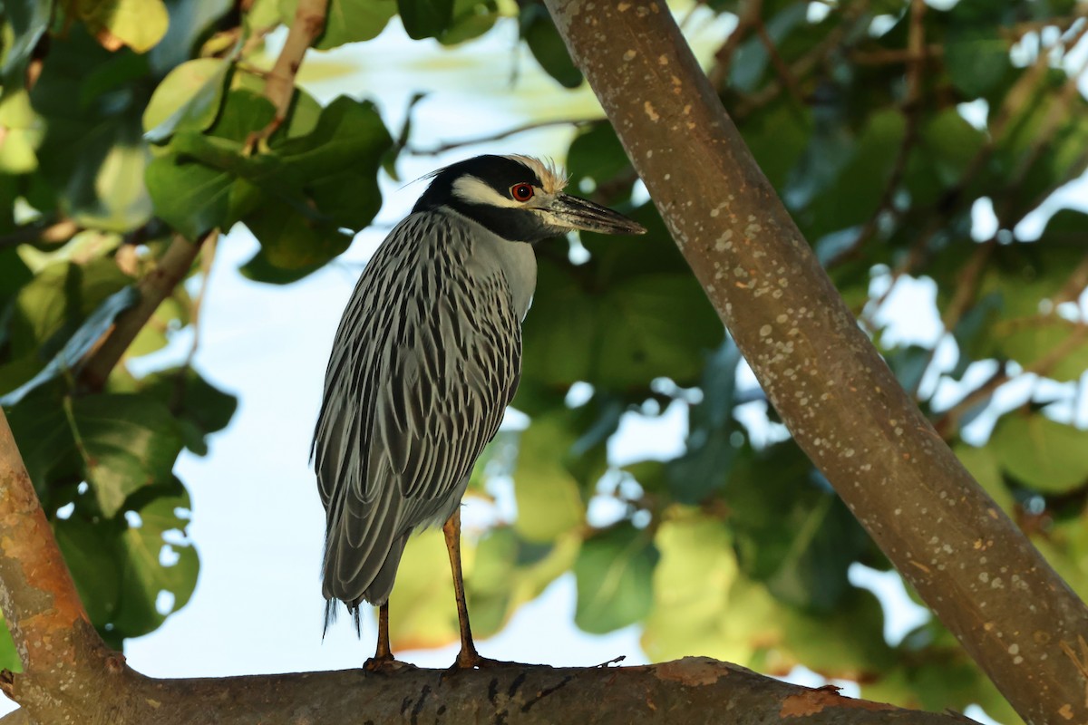 kvakoš žlutočelý - ML646437276