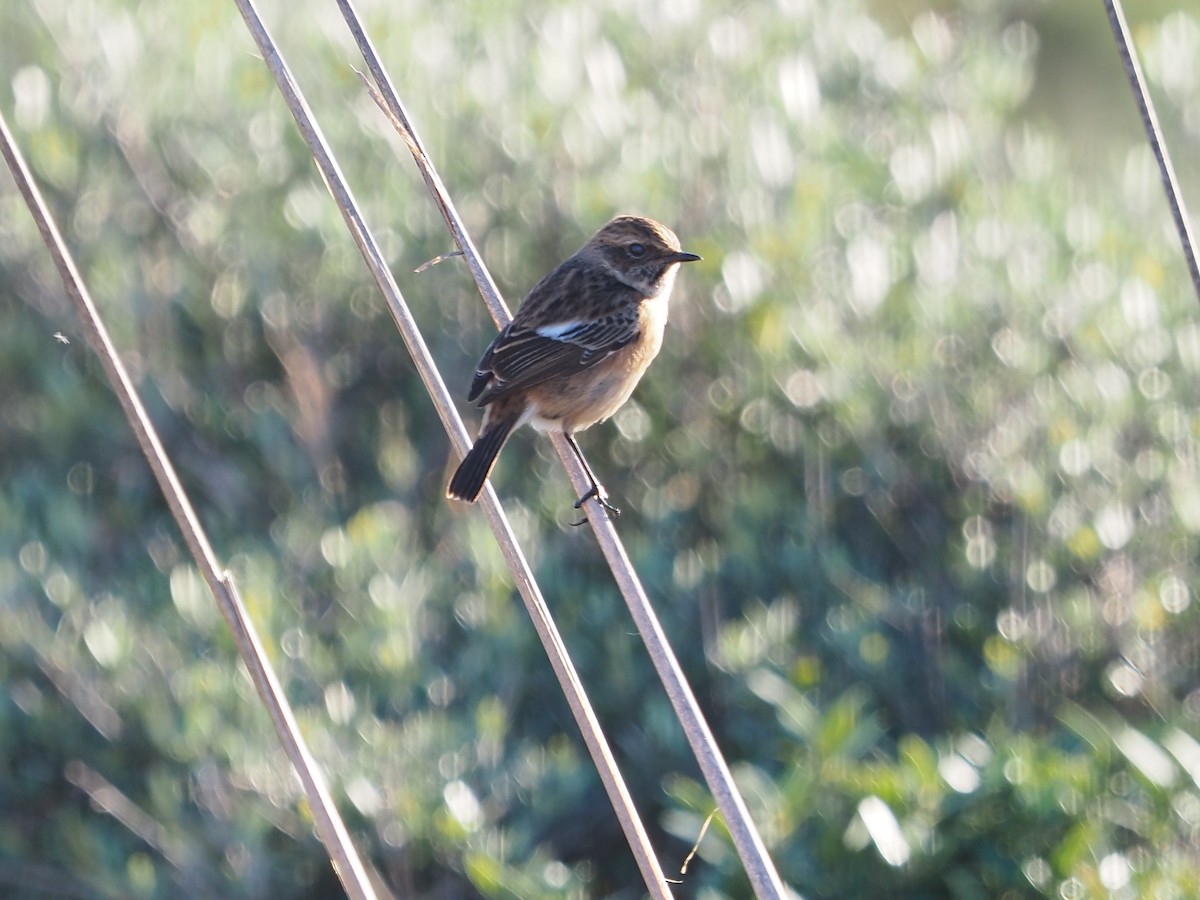 European Stonechat - ML646437278