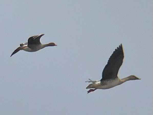 Одой галуу - ML646437279