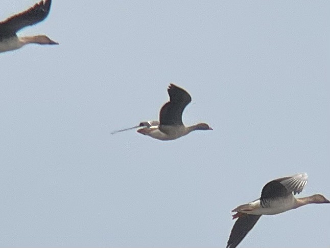 Одой галуу - ML646437280