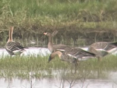 Одой галуу - ML646437283