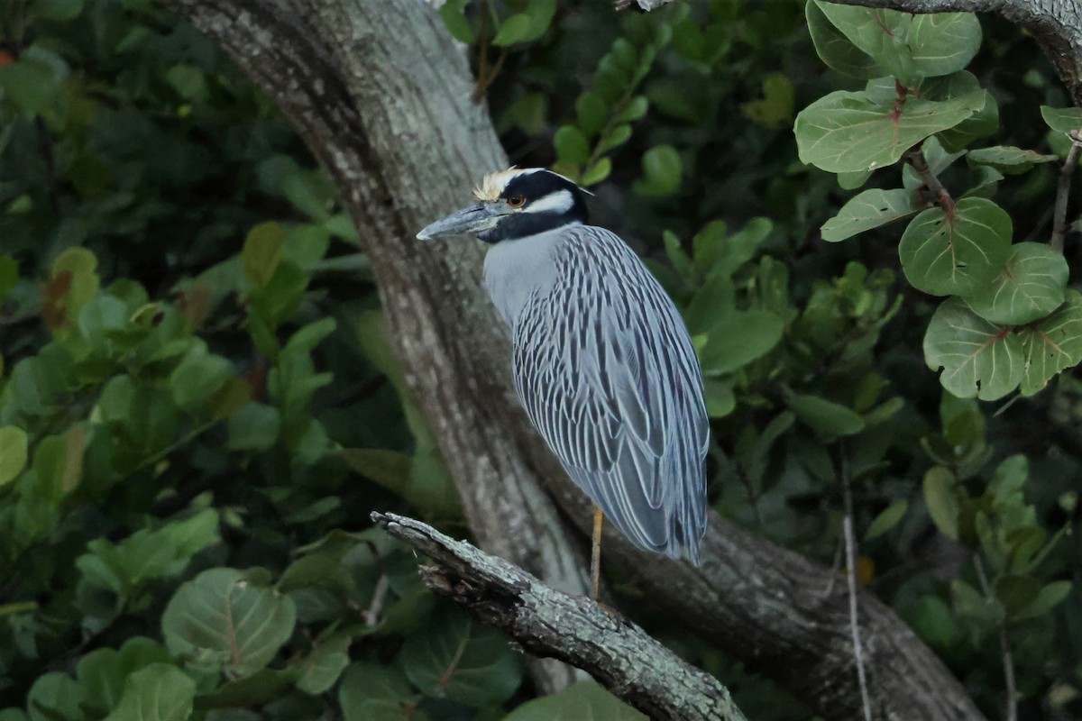 kvakoš žlutočelý - ML646437284