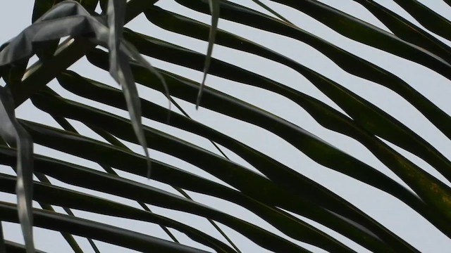 Shikra - ML646437287