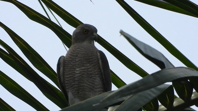 Shikra - ML646437288