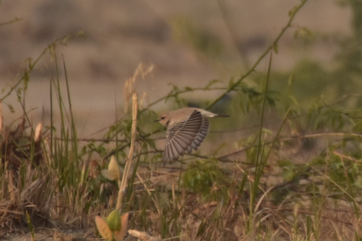 bělořit pouštní - ML646437289