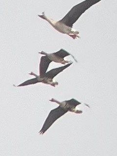 husa běločelá - ML646437290