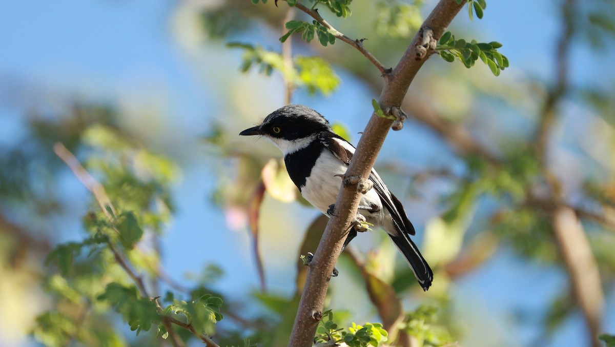 Pririt Batis - ML646437294